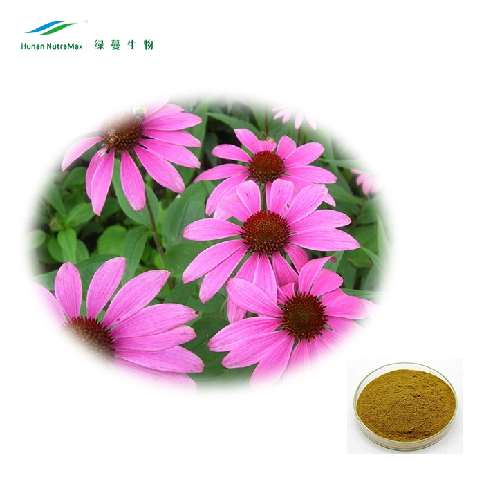 Hot Sale 4% Polyphenols, Cichoric Acid Powder Echinacea Purpurea Extract