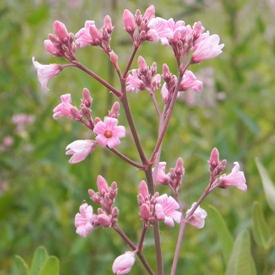 Высококачественный натуральный экстракт листьев топинамбура